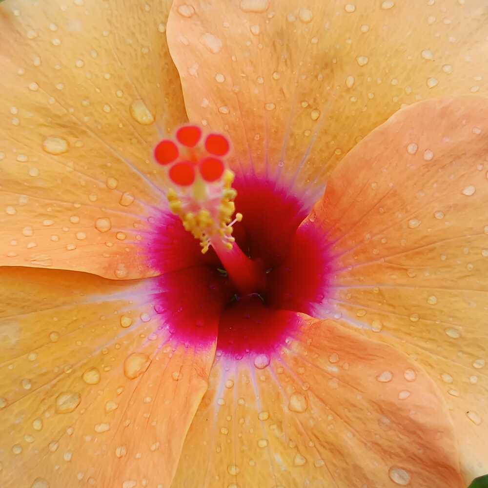 Hibiscus close up