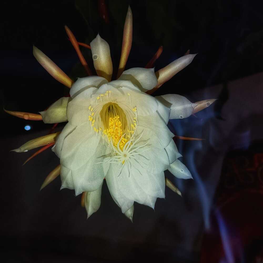 Brahmakamalam