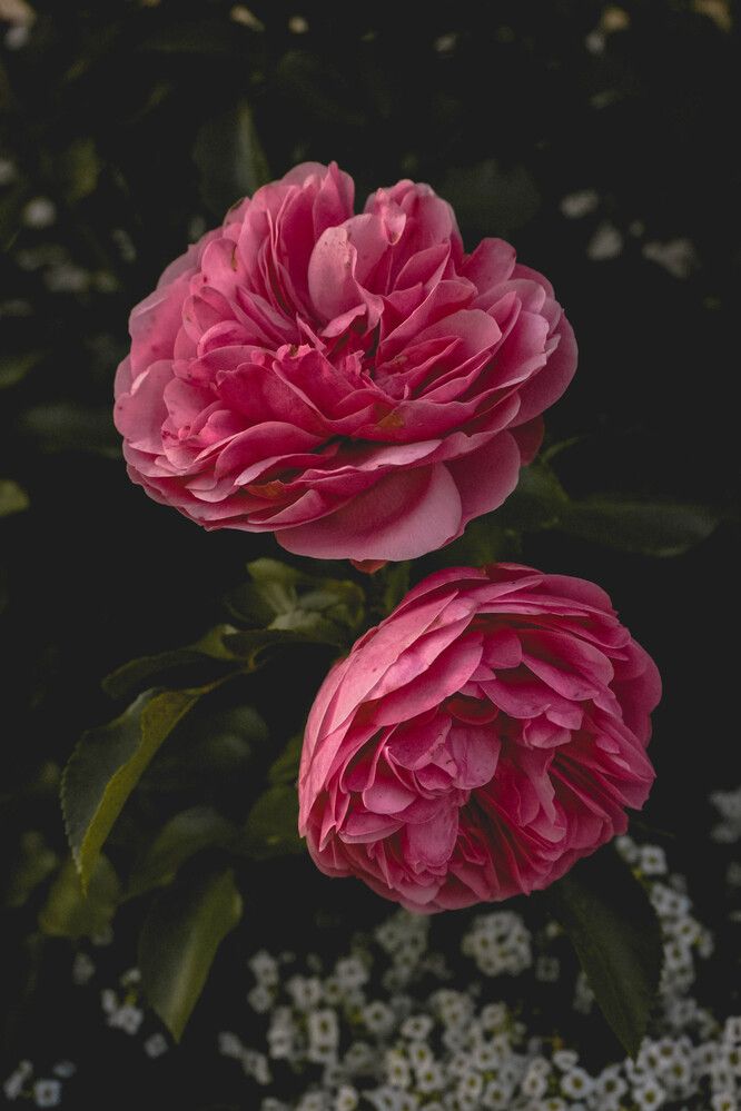 Photograph by Барашкова Екатерина