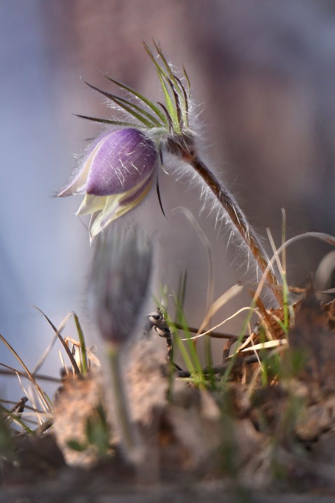 Прострел в сиреневом наряде