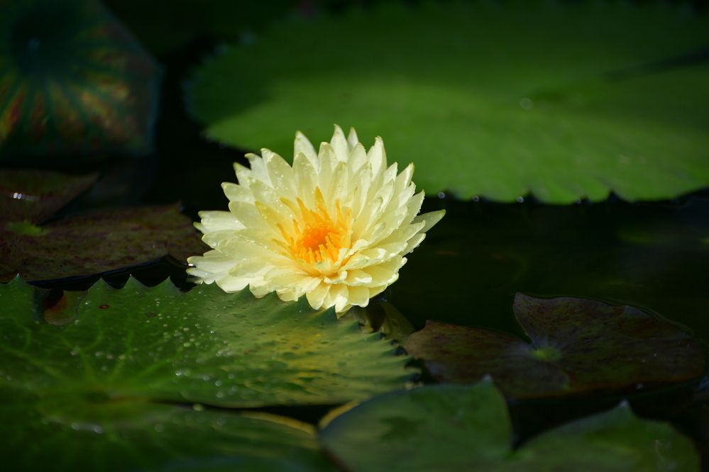 Photograph by Margareth Tikhonova