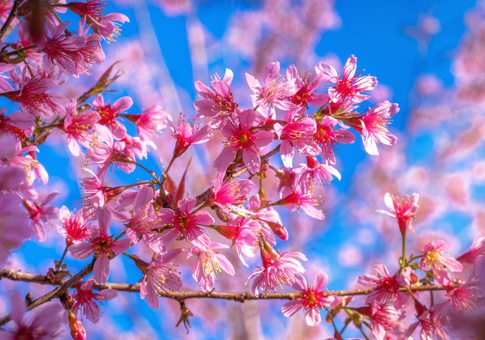 Photograph by Tran Phuong