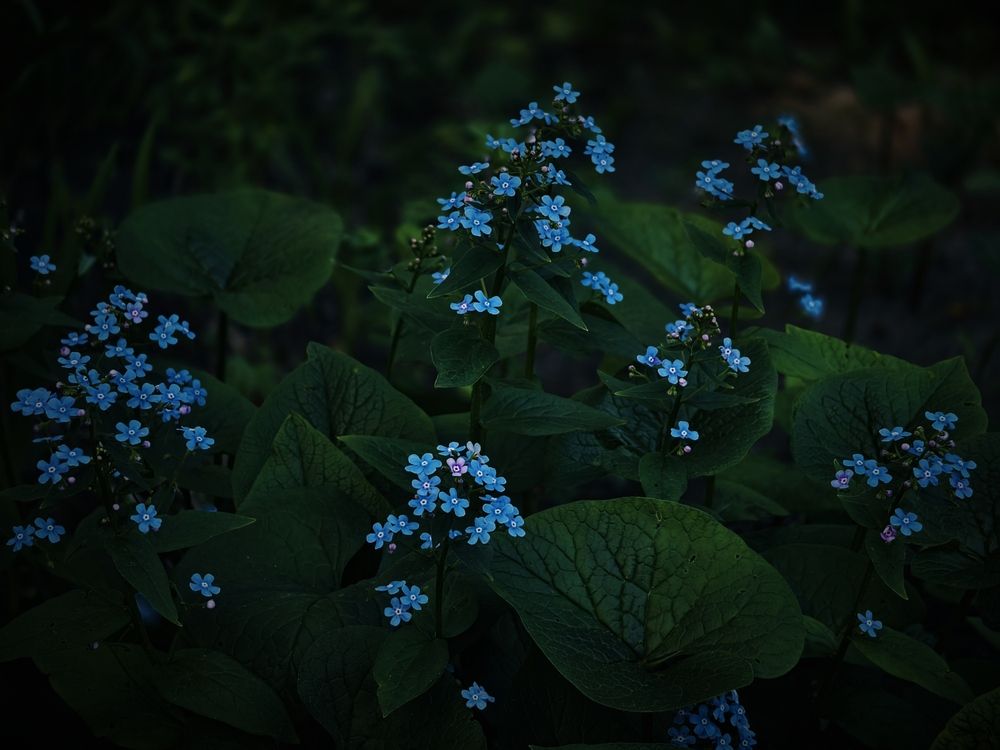 Фотография автора Olga Shchetinina