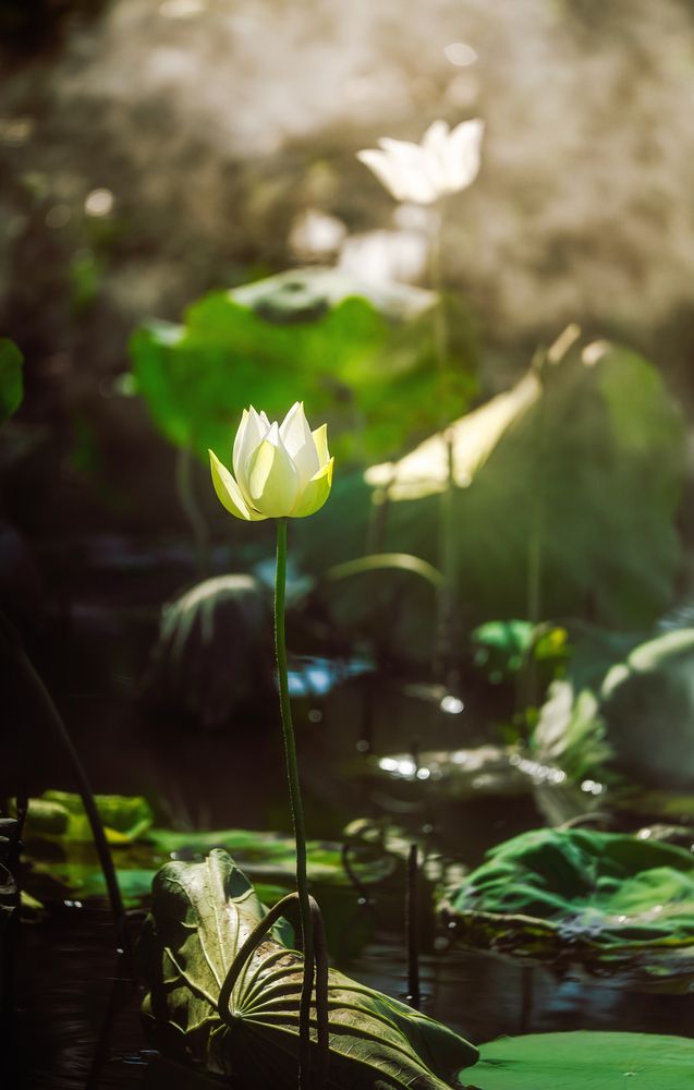 Photograph by Tran Phuong