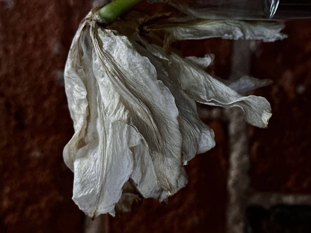 Photograph by Елена Брижеватая