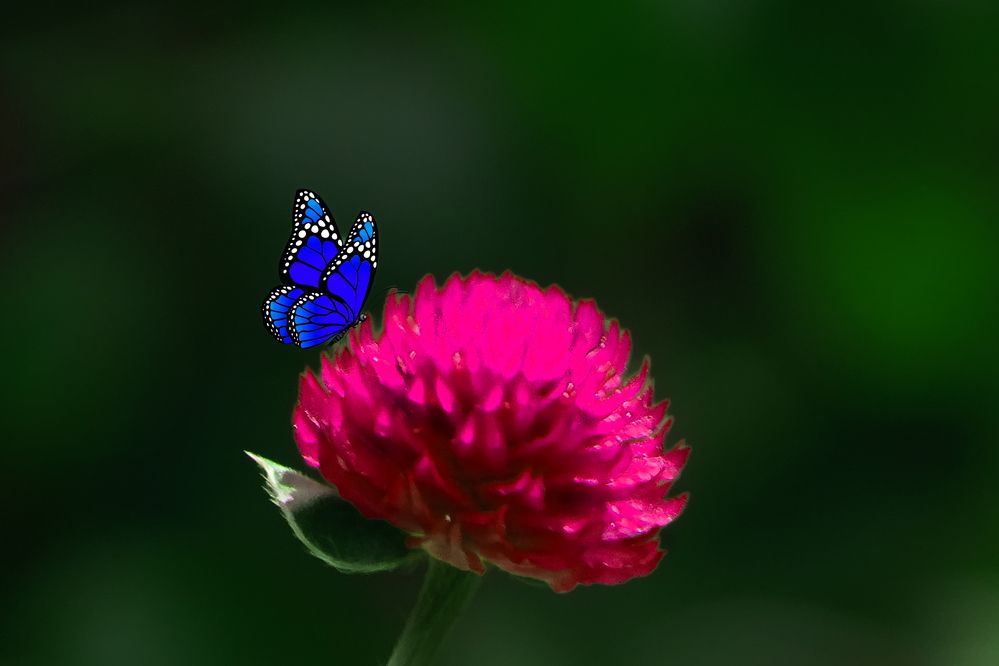 Photograph by Vy Van Bui