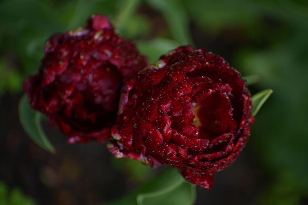 Photograph by Margareth Tikhonova