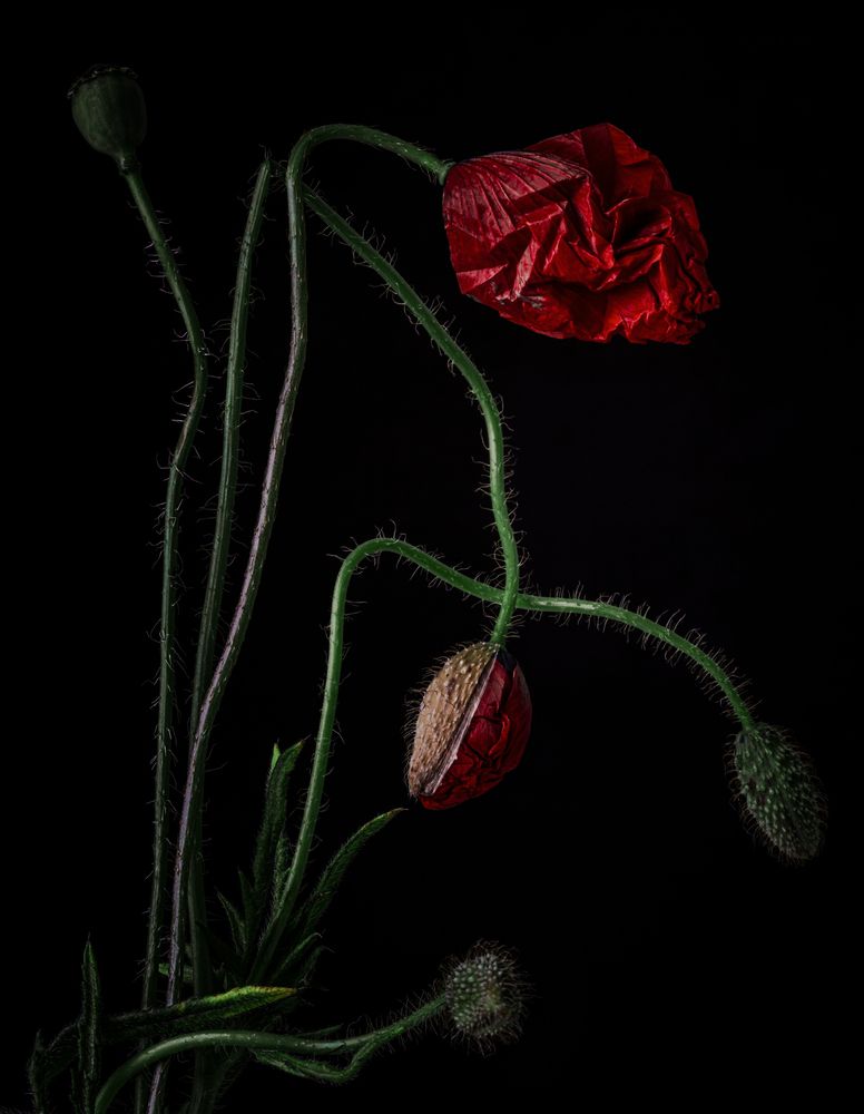 Photograph by Jelena Murina