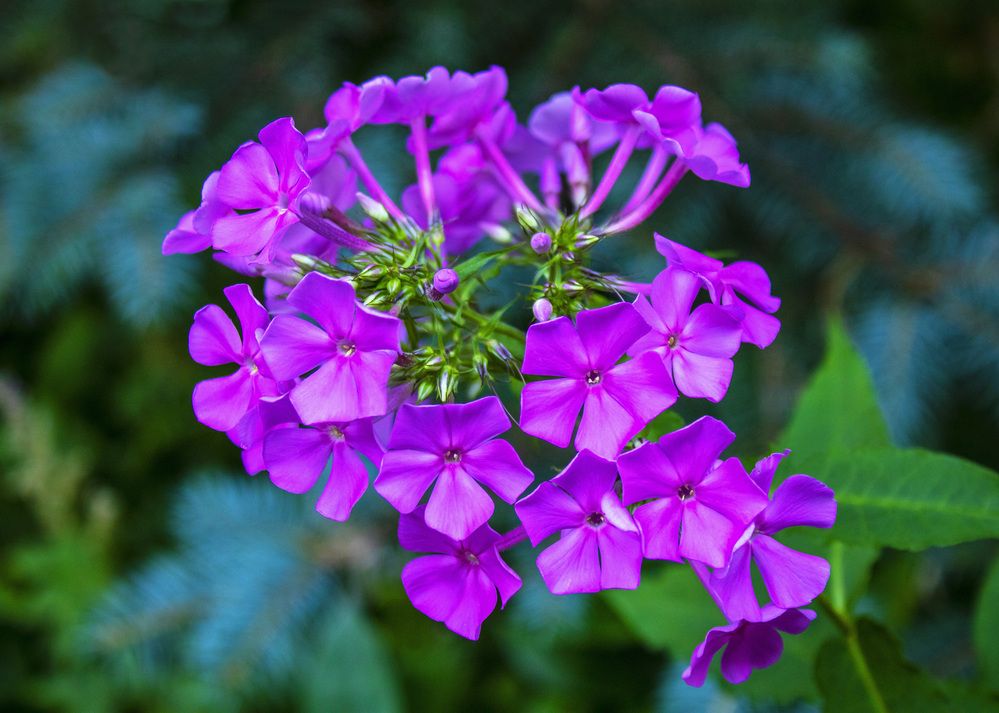 Флокс (Пламя)