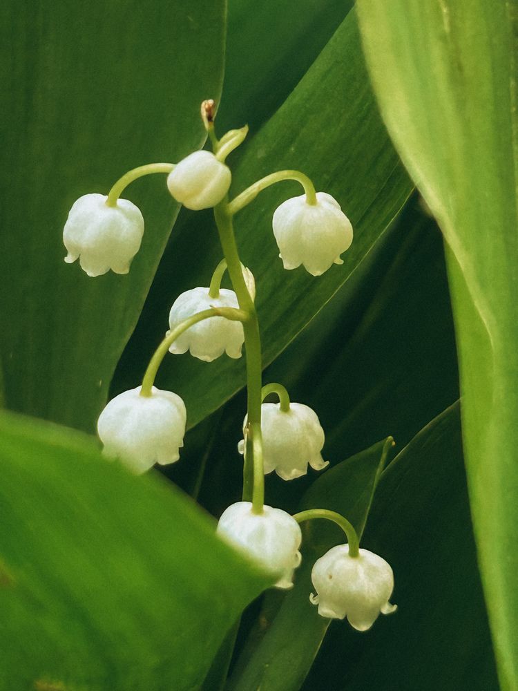 Фотография автора Надежда Уфимцева