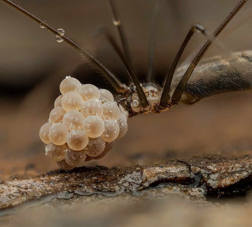 Photograph by Hardeep Solanki