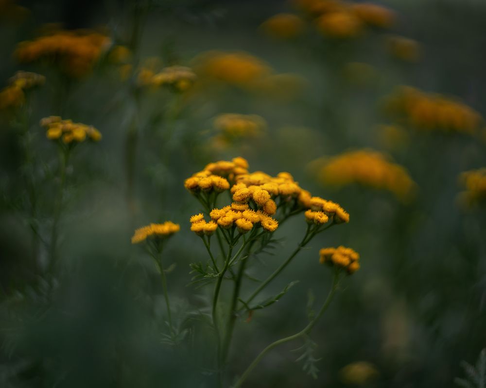 Photograph by Завьялова Людмила