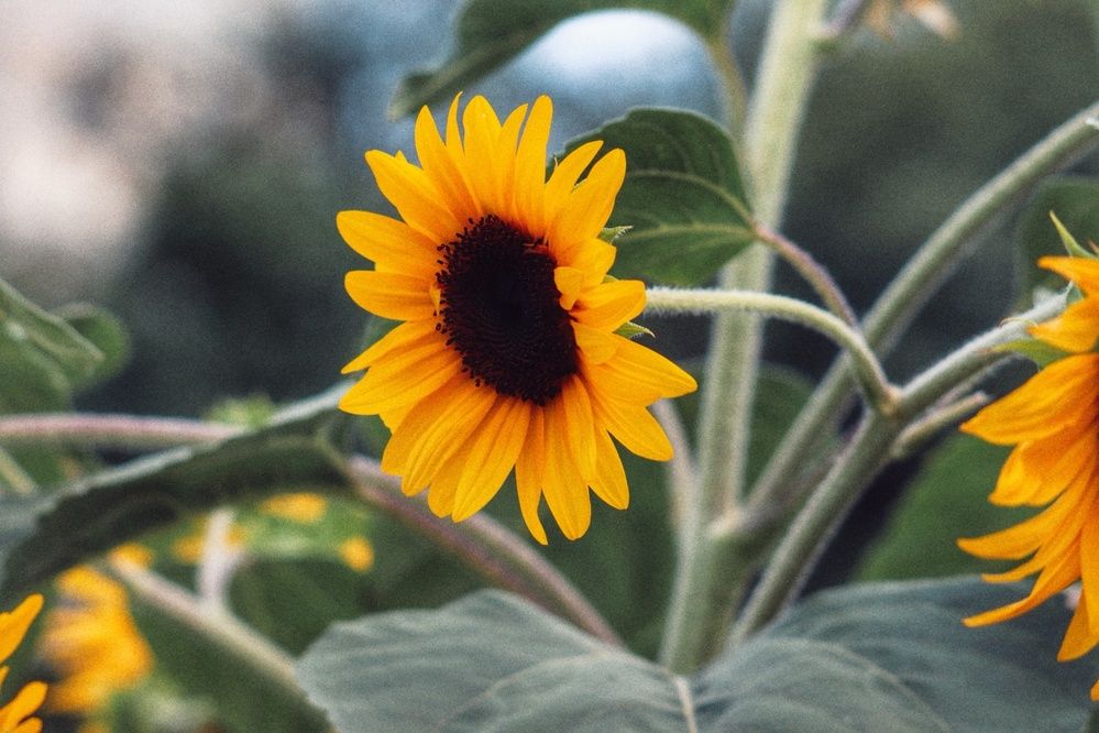 Photograph by Елена Макурина