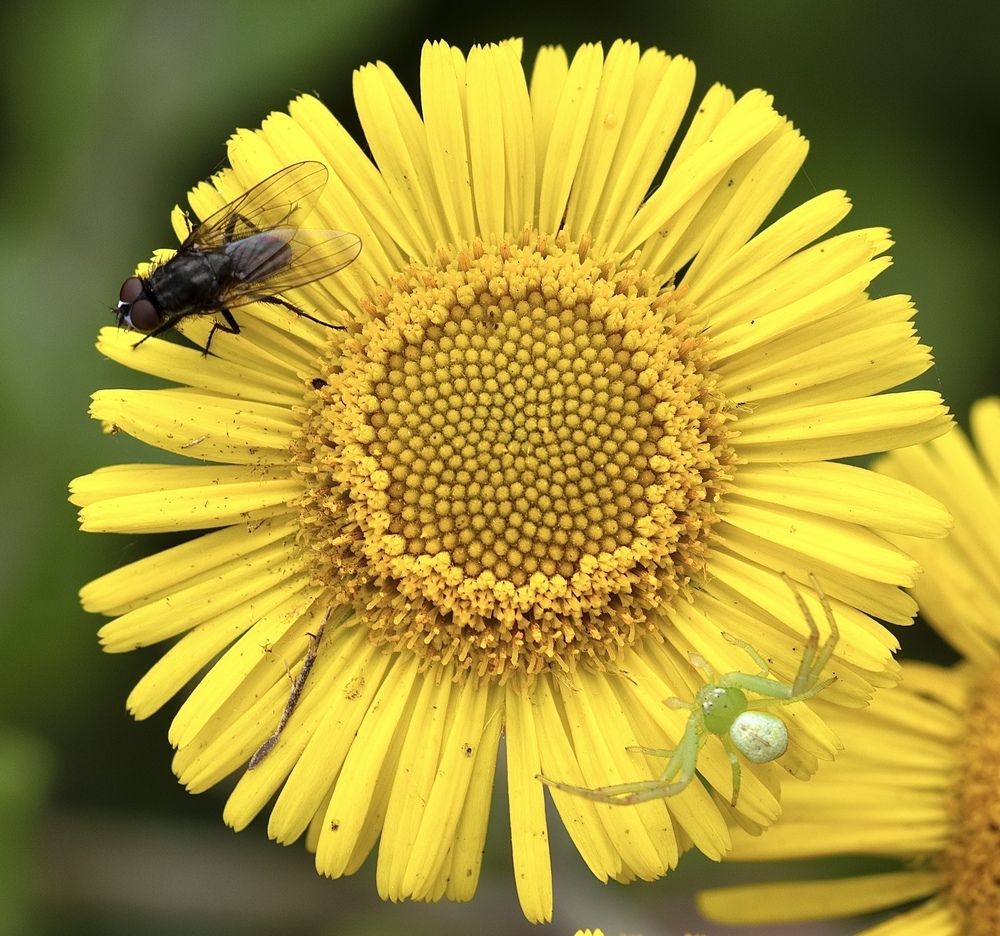 Фотография автора Eduardo Salvador Cabrera