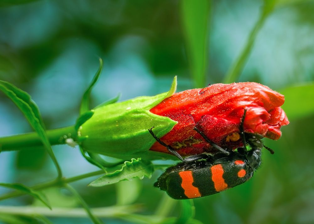 Guardians Of the Bloom
