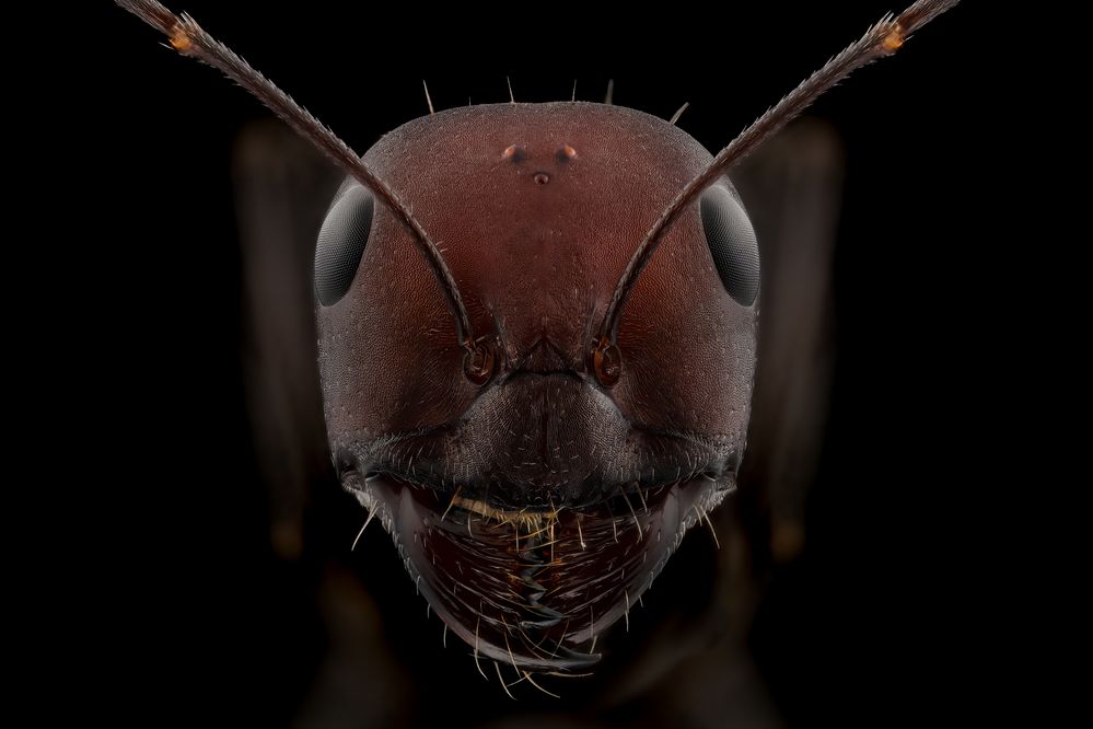 Sahara Desert Ant