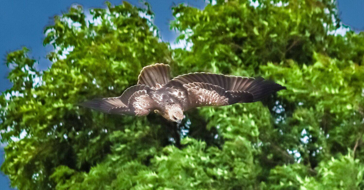 Wings of Freedom
