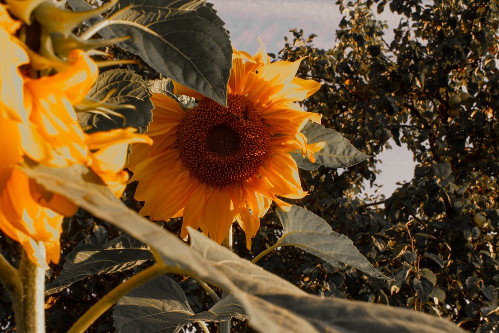 Photograph by Анна Лукина