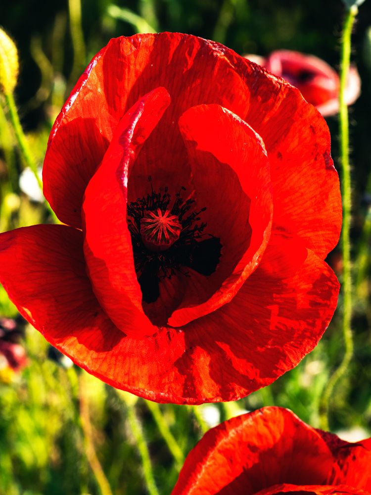 Photograph by Roman Sotnikov