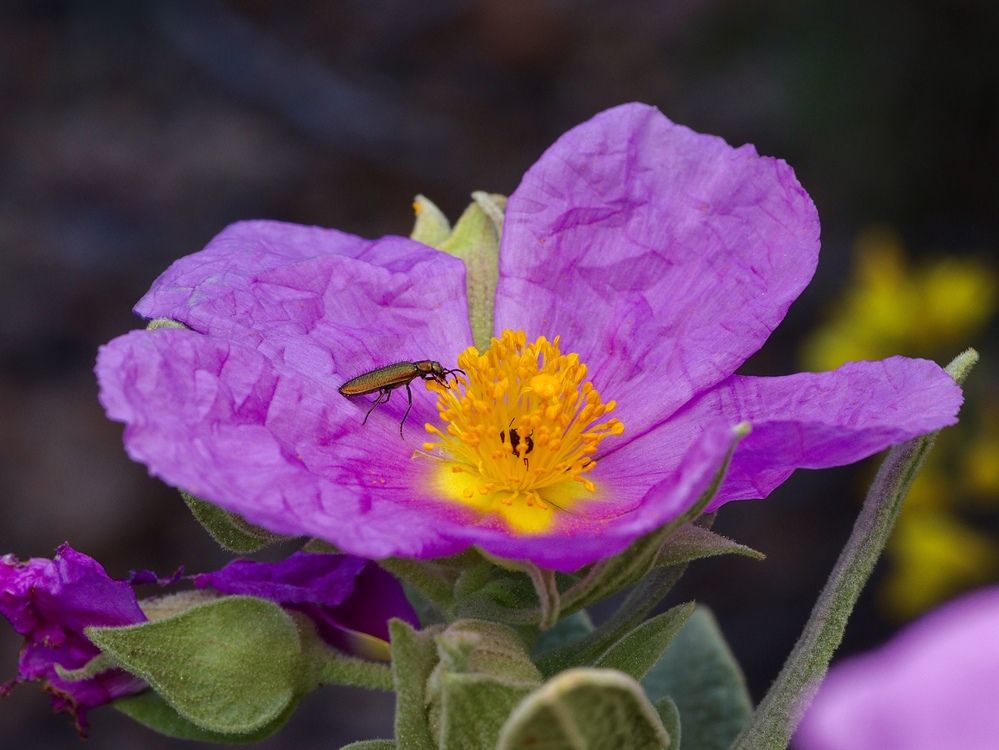 Фотография автора Eduardo Salvador Cabrera