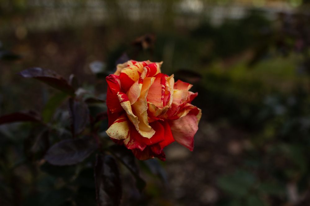 Photograph by Анна Лукина