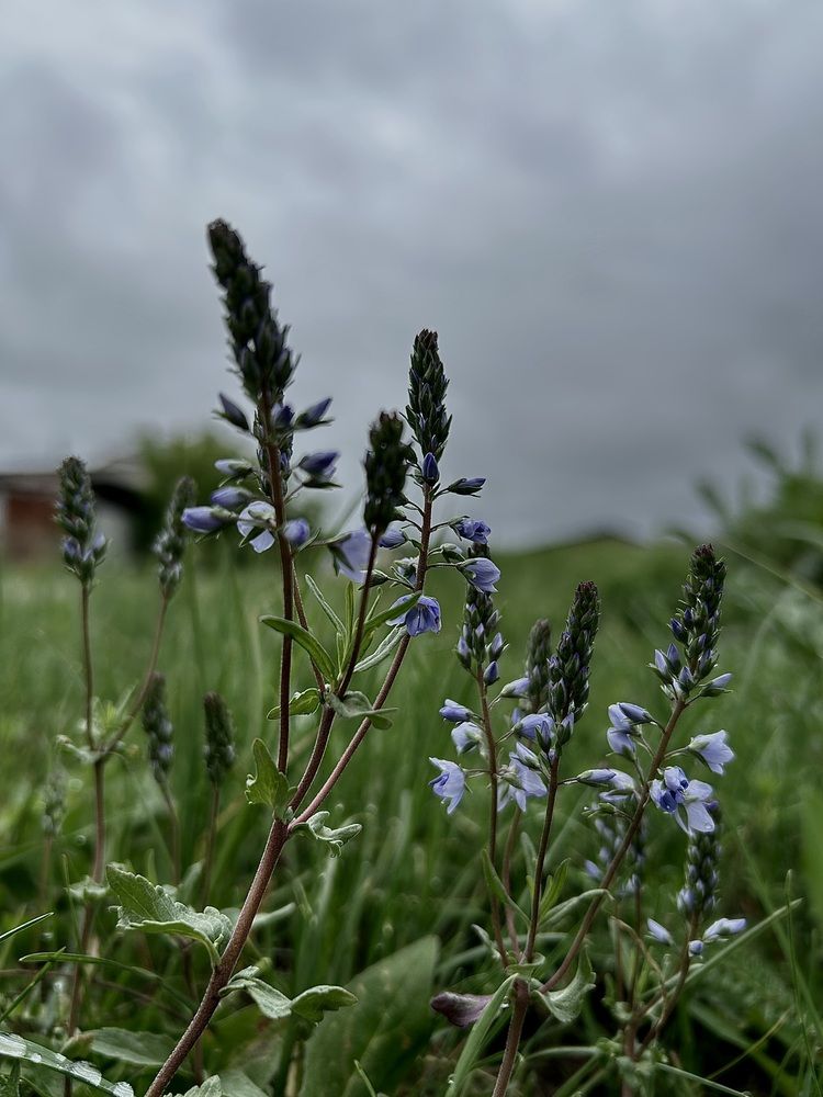 Photograph by Юлия Конопелкина