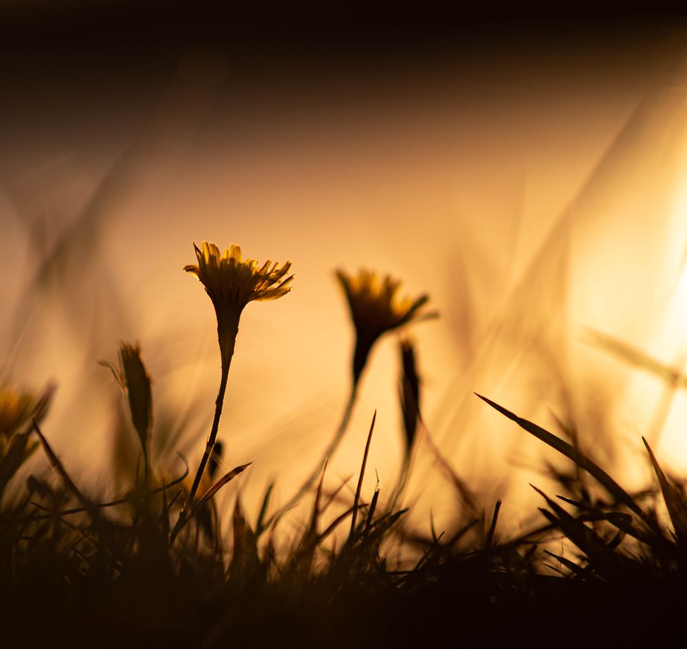 Фотография автора Aliaksandr Shautsou