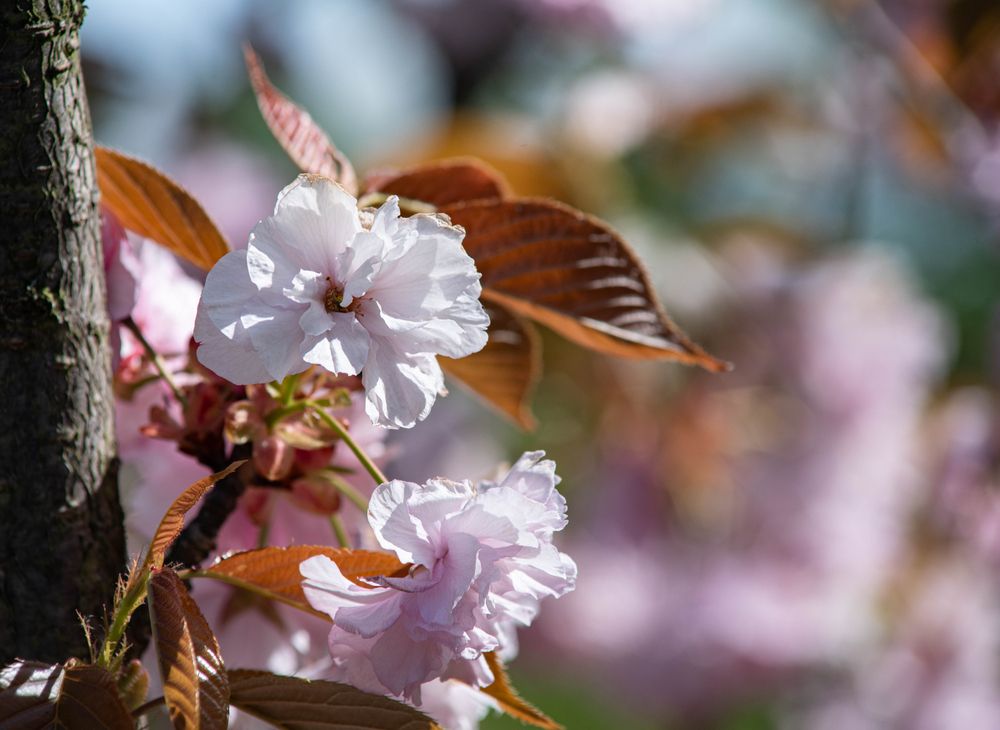 Фотография автора Aliaksandr Shautsou