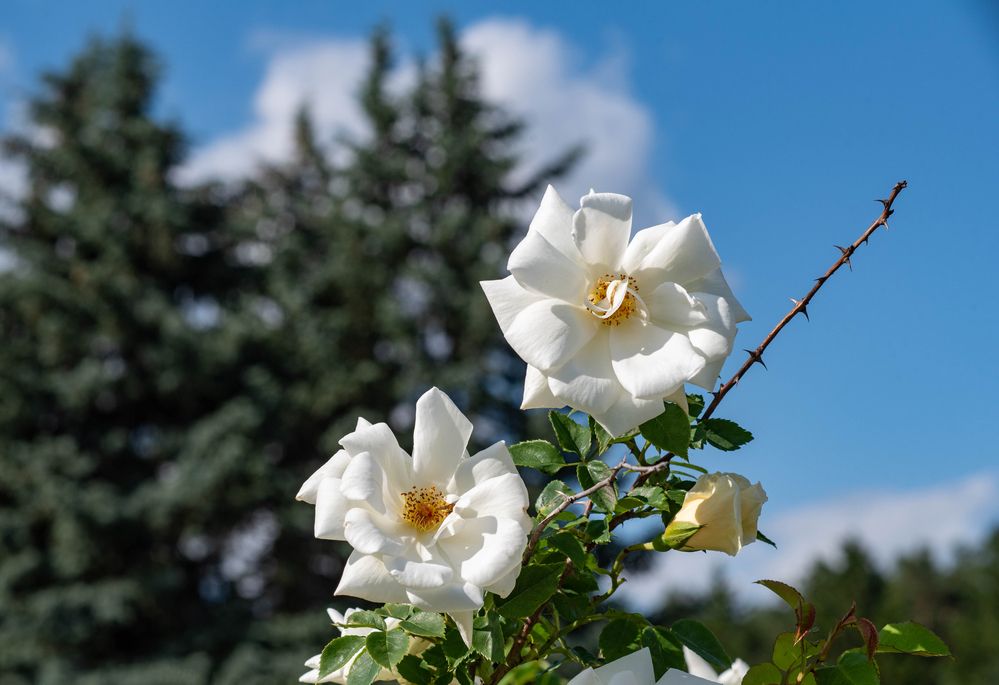 Фотография автора Aliaksandr Shautsou