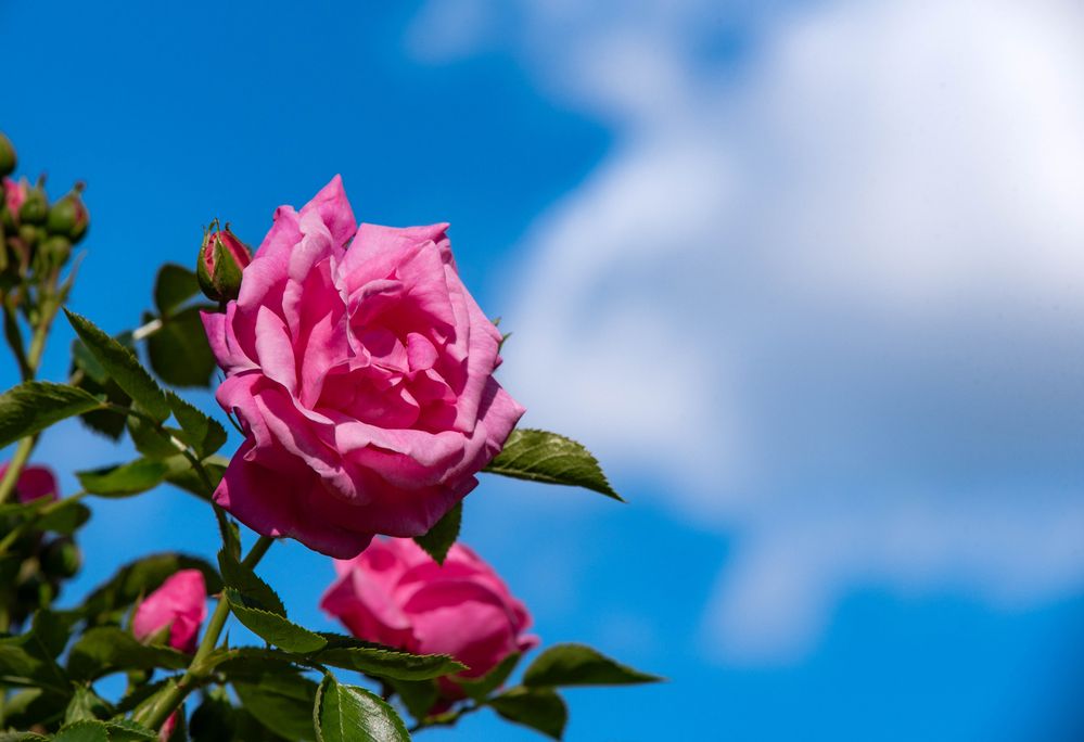 Фотография автора Aliaksandr Shautsou