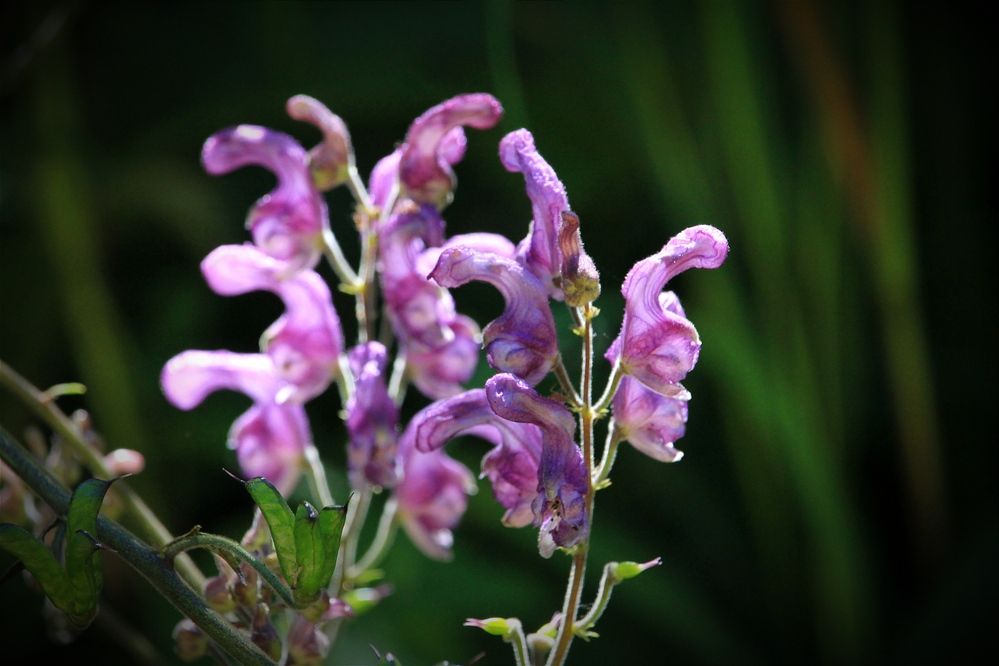 Фотография автора Ser P