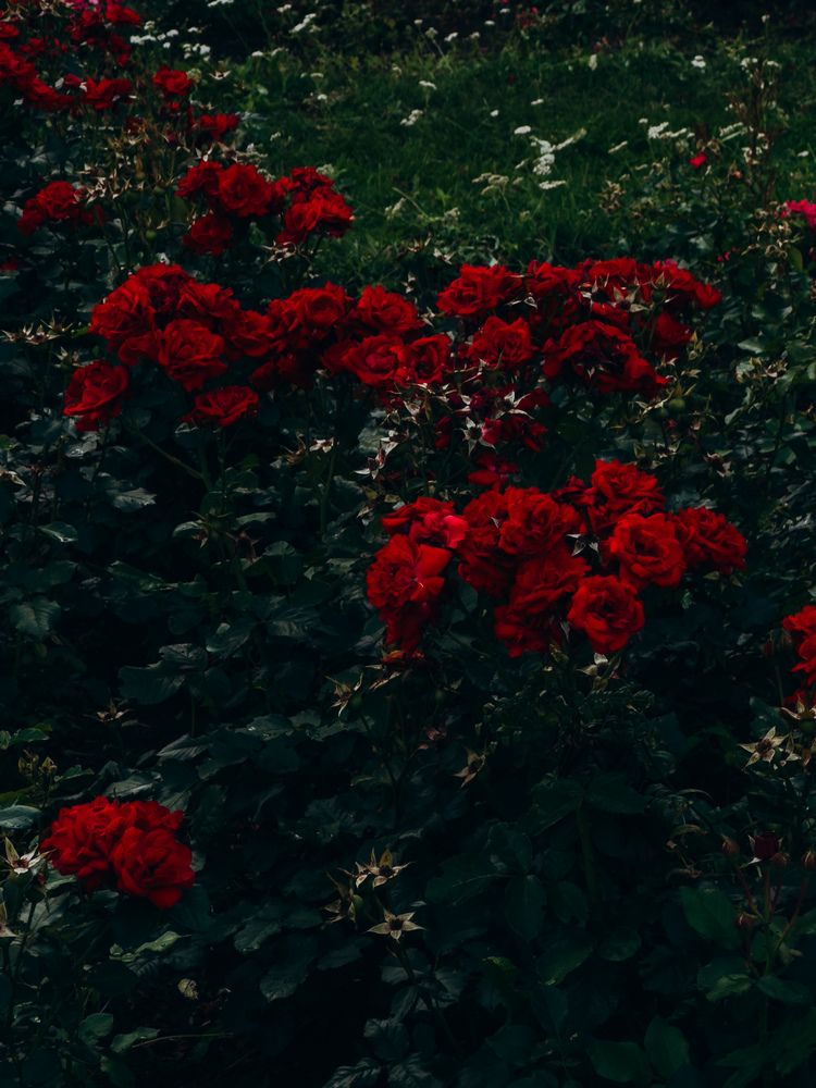 Photograph by Алиса Нежинская