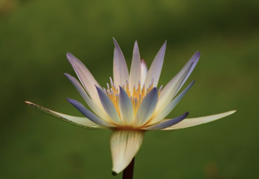 Photograph by Светлана Шуткова