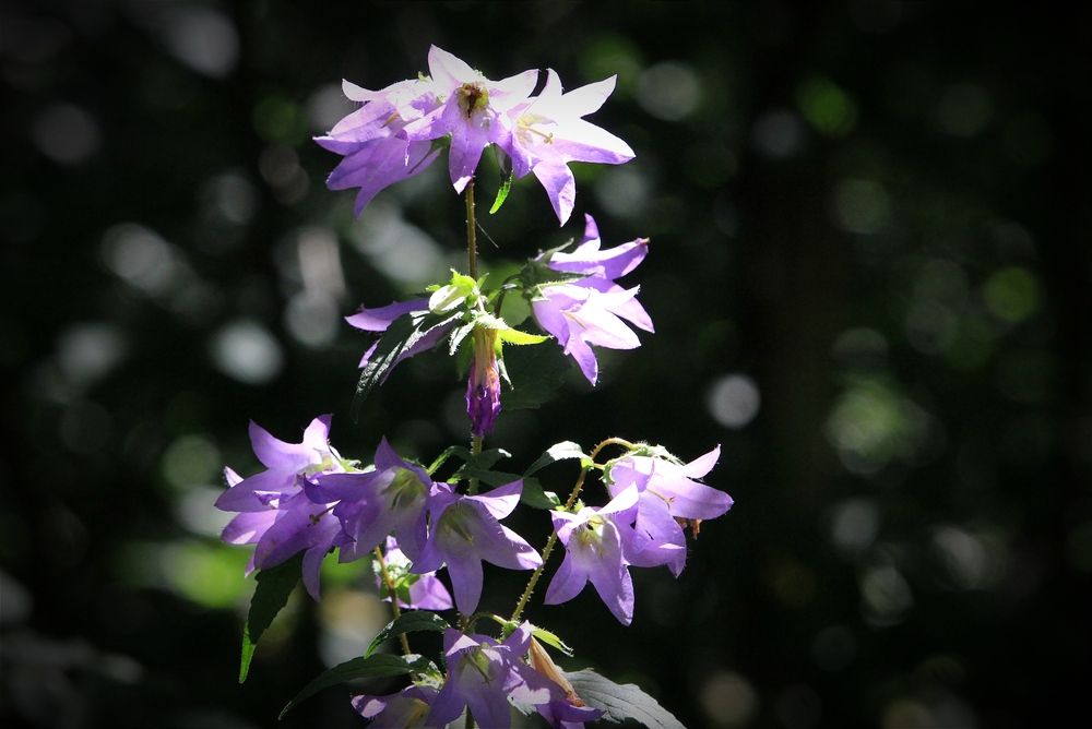 Фотография автора Ser P