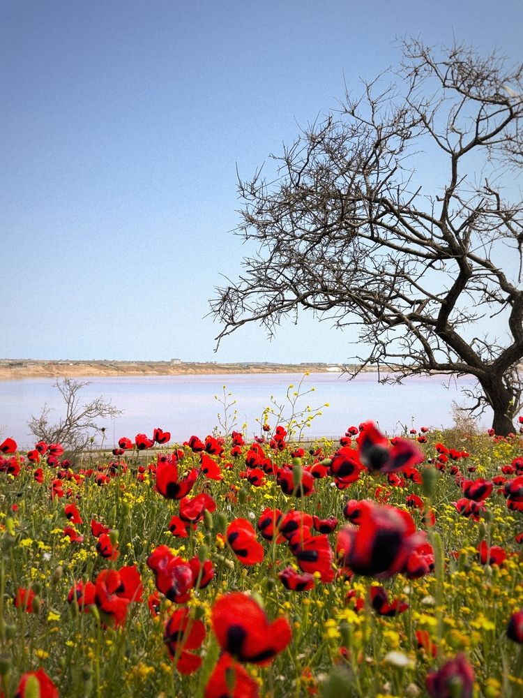 Photograph by Аруза