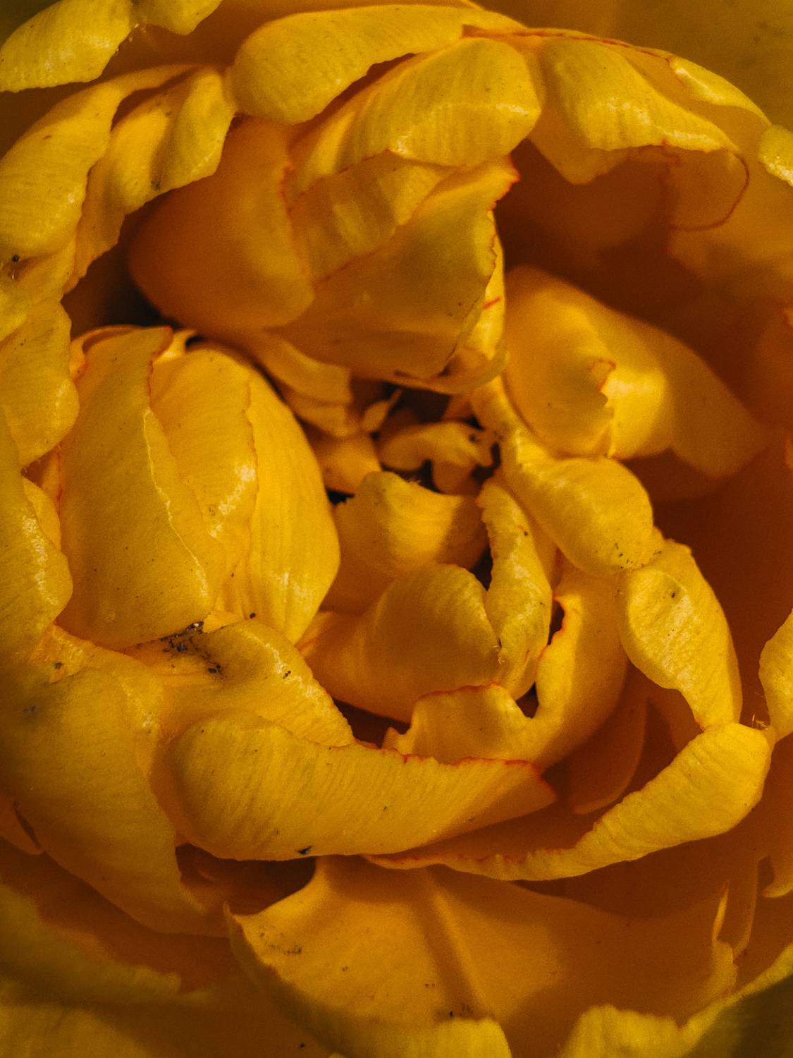 Photo #12472401