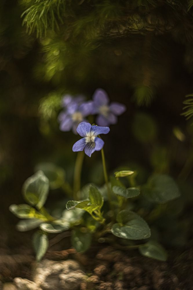 Photograph by Ольга Лобова