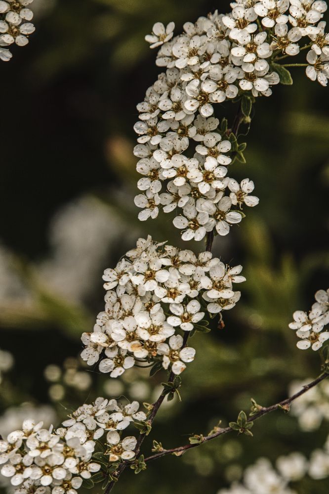 Photograph by Ольга Лобова