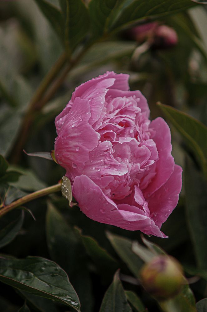 Photograph by Юлия