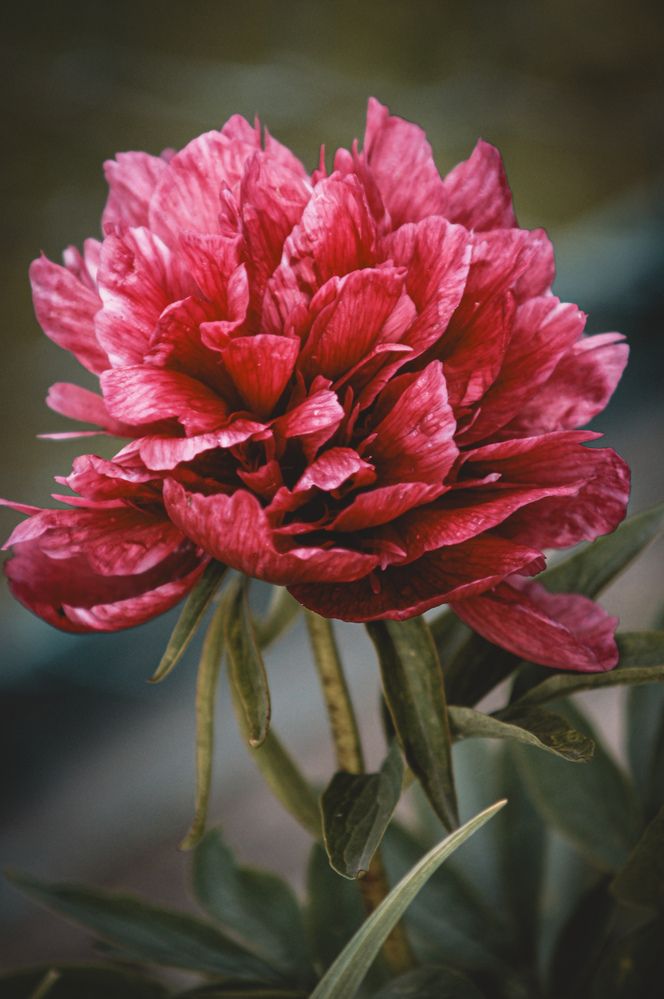 Photograph by Юлия