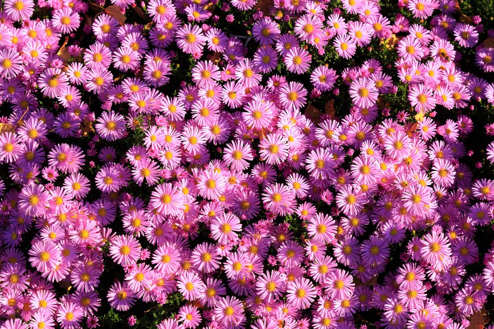 Photograph by Максим Шелякин