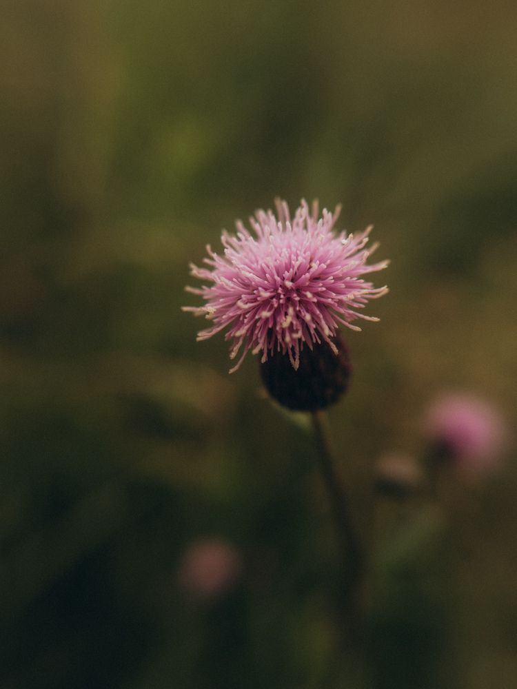 Photograph by Алёна Горошко