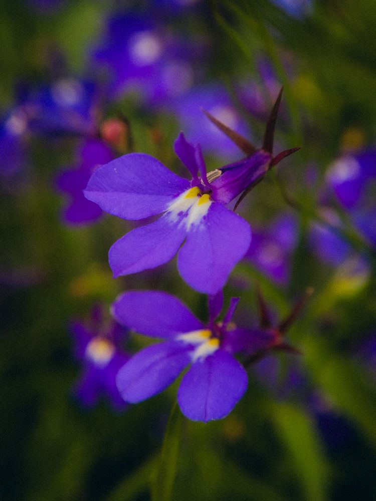 Photograph by Алёна Горошко