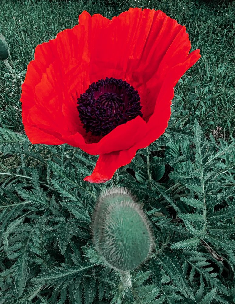 Photograph by Дайана