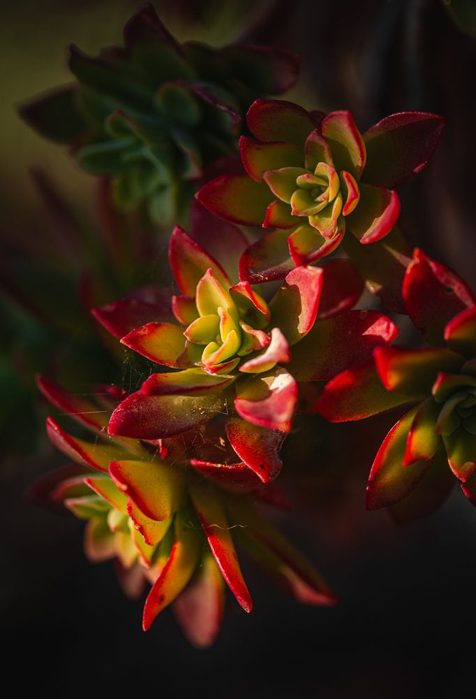 Photograph by Denis Cristian