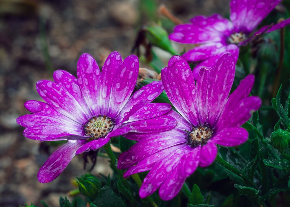 Photograph by Denis Cristian