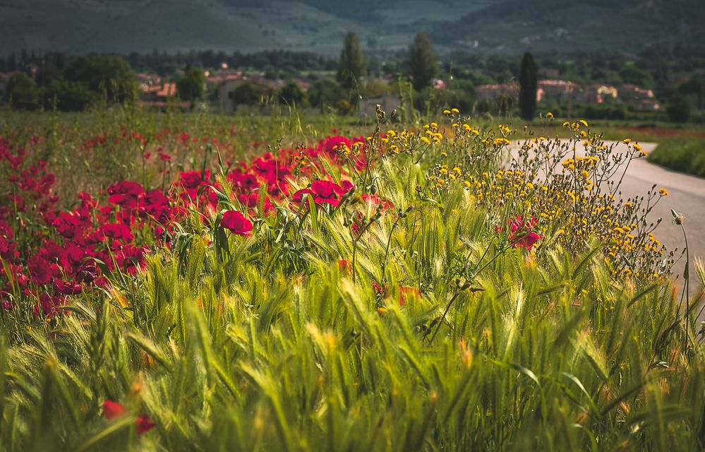 Photograph by Denis Cristian