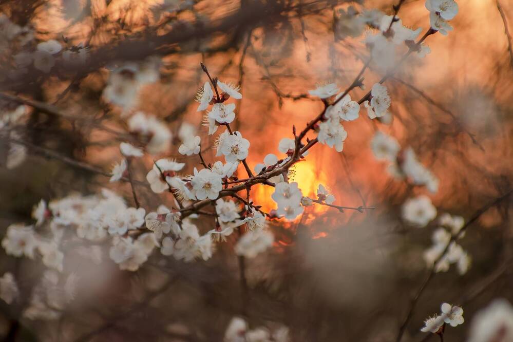 Цветущая ветка абрикоса на закате