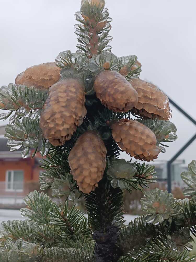 ледниковый период