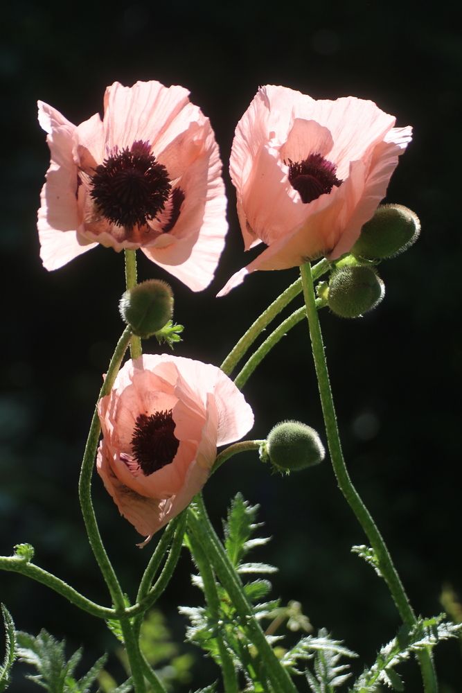 Photograph by Марианна Браун